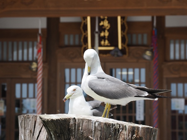 蕪嶋神社_社殿_ウミネコ