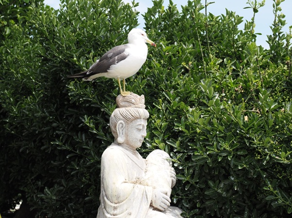 蕪嶋神社_観音像_ウミネコ