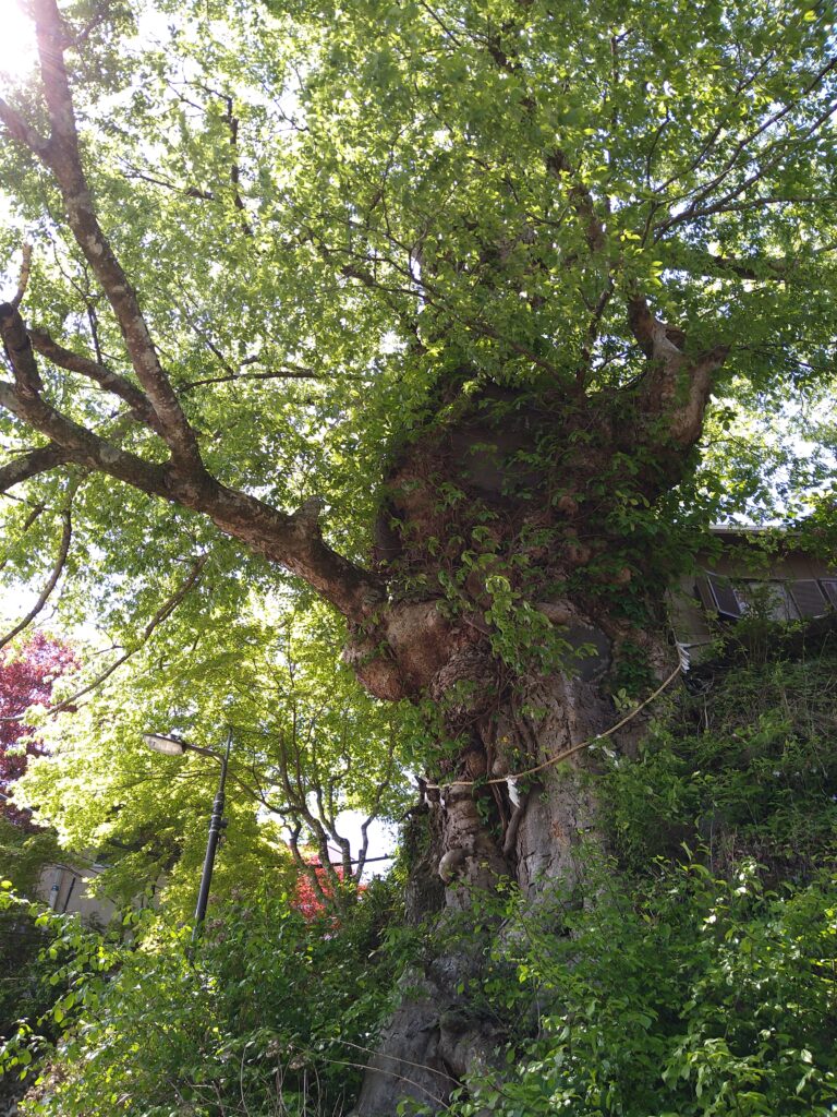 武蔵御嶽神社_神代ケヤキ