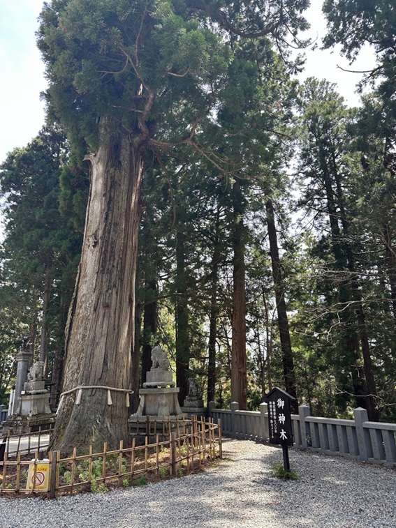 戸隠神社_中社_三本杉