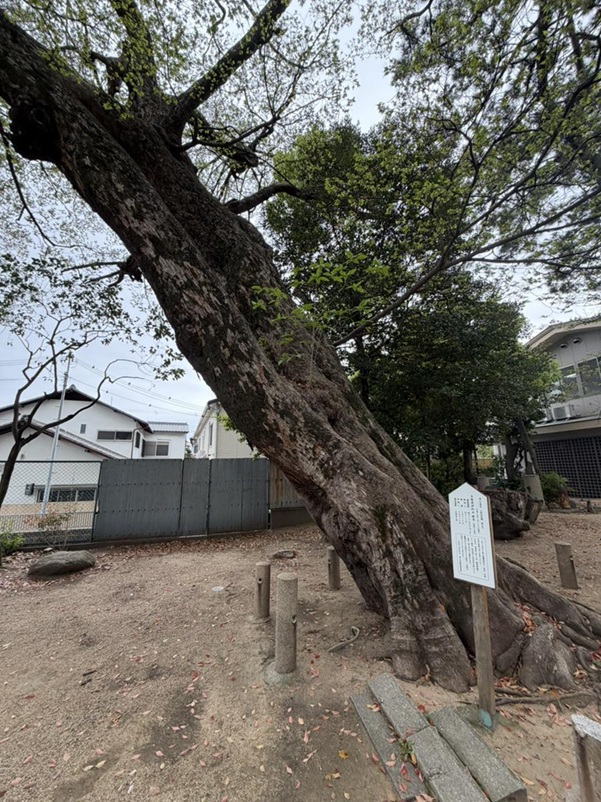 弓弦羽神社_椋の木