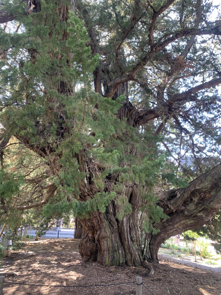 建長寺_古木