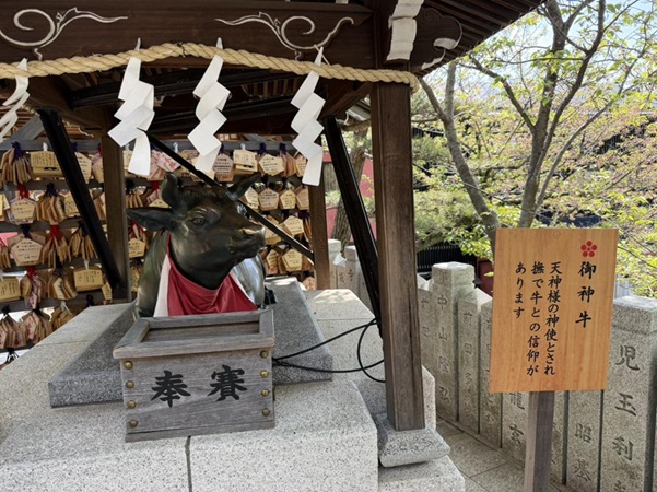 北野天満神社_撫で牛