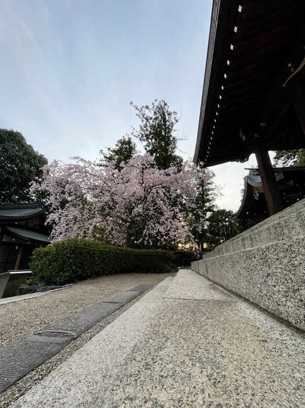 飛鳥坐神社_枝垂桜