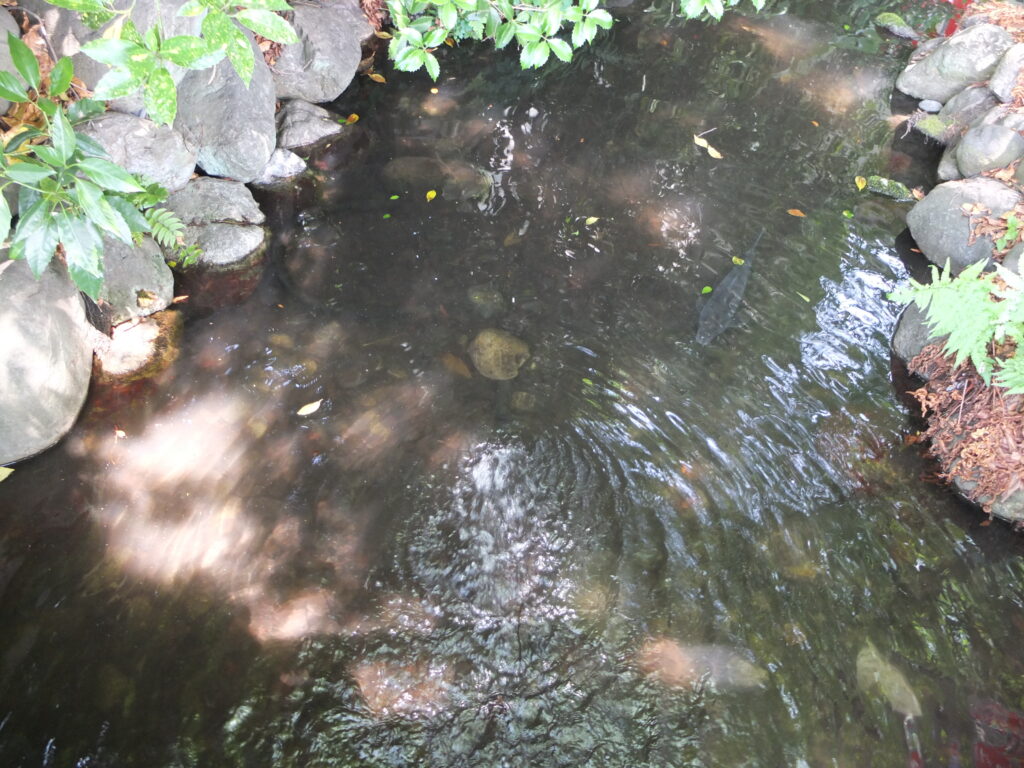 秩父今宮神社_龍神池