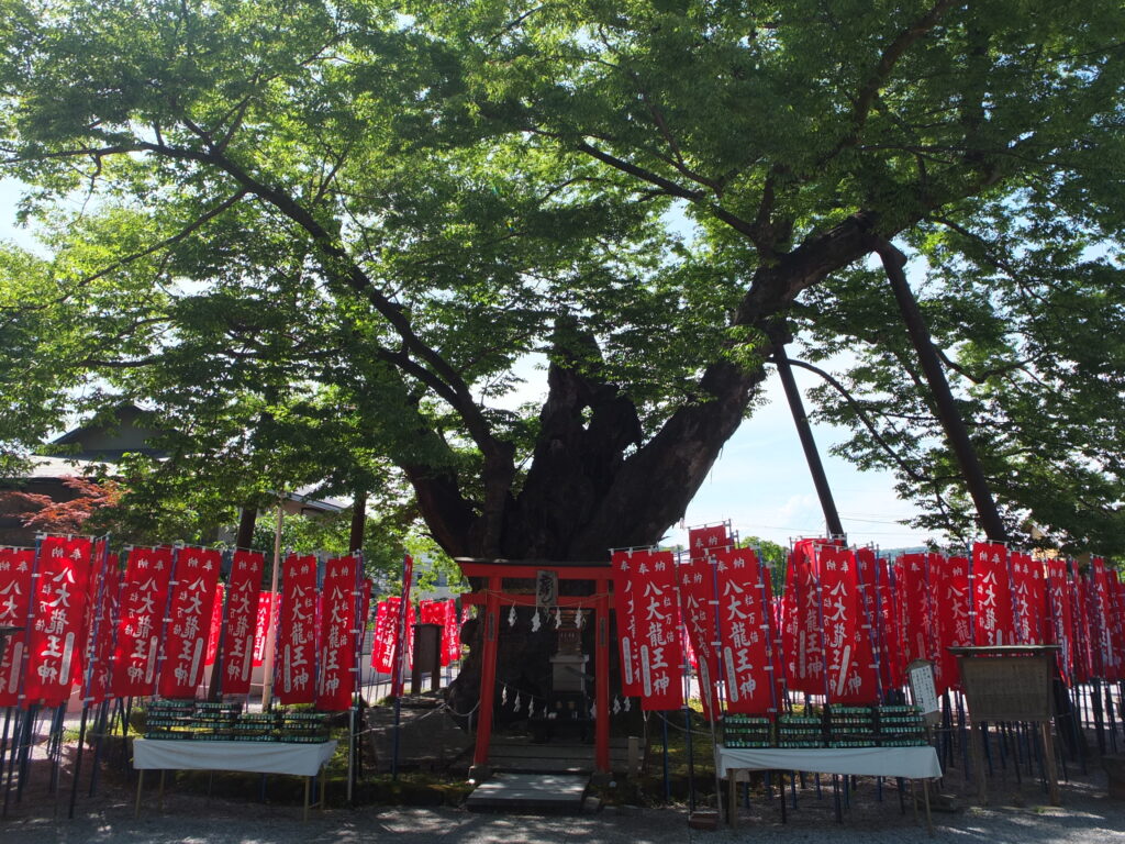 秩父今宮神社_龍神木