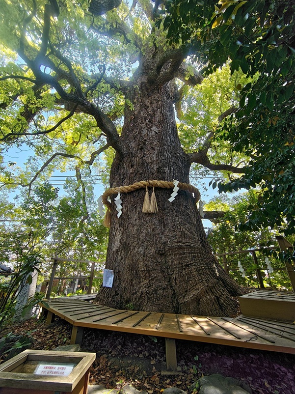 新熊野神社_影向の大楠