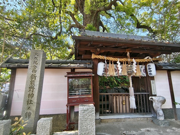 新熊野神社_影向の大楠_社