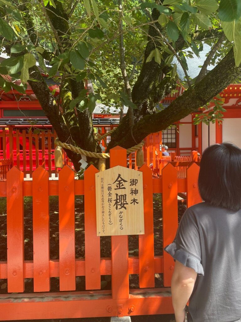 金櫻神社_鬱金桜
