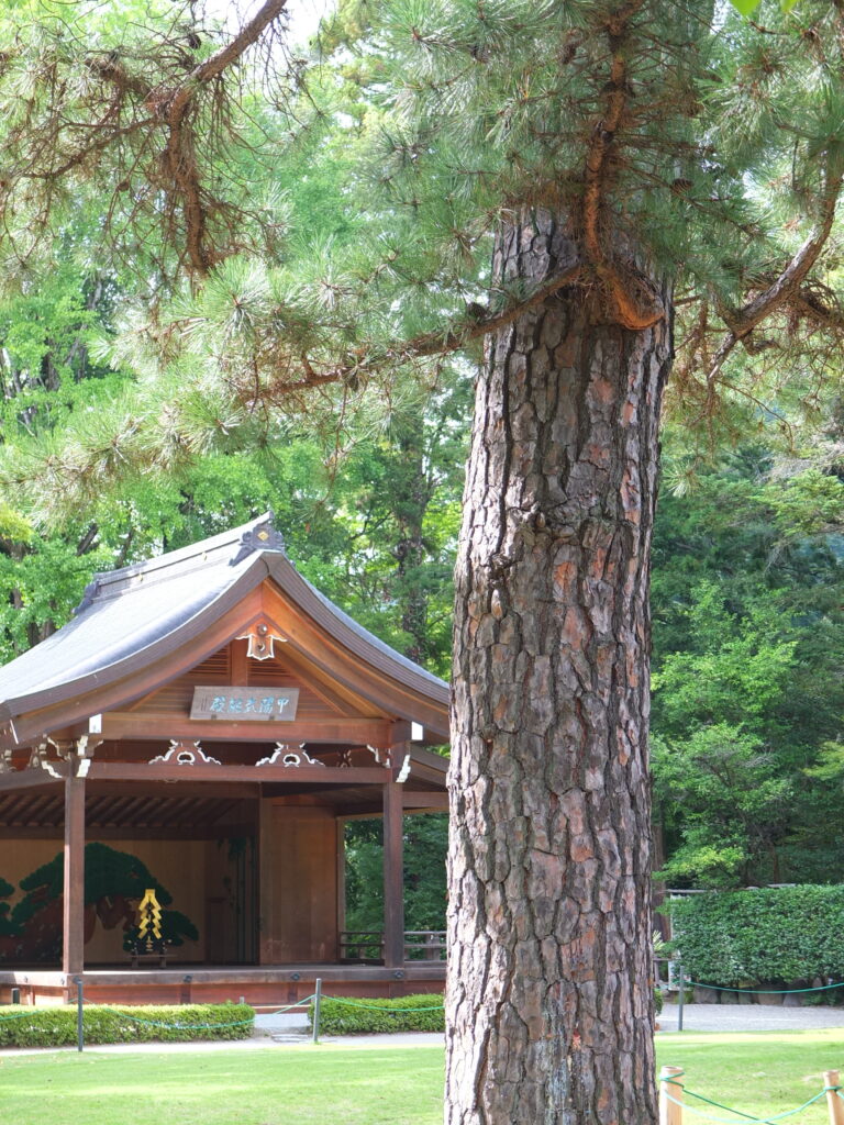武田神社_三葉の松